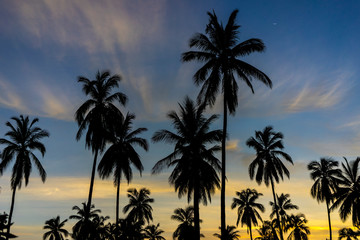 Fototapeta na wymiar palmeras