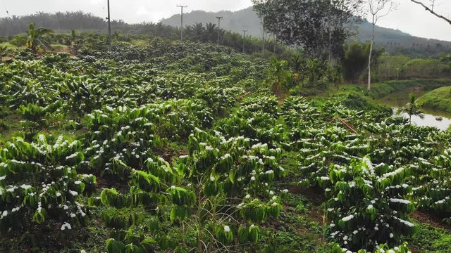 Robusta coffee plantations during the coffee flowers blooming early morning aerial view on drones in the country. Thailand.