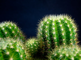 (close-up) Cactus plants.