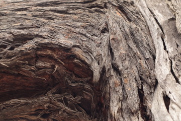 close up of the red and dark colors and textures of Native Australian 'stringy bark' trees, with twists and holes and valley patterns in the aged bark.