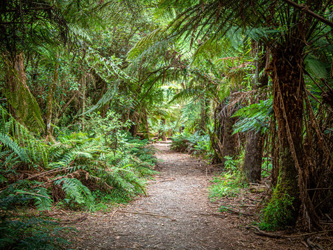 Fototapeta Fern Tree Walk