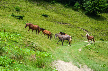 Naklejka na ściany i meble Grazing horses on a green grassy meadow in Carpathian mountains, Ukraine