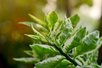 Natural green leaves Looks beautiful and refreshing	