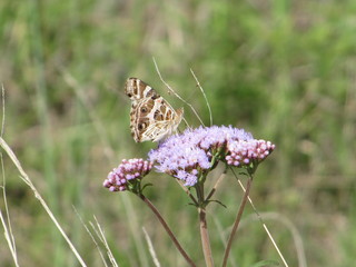 butterfly on a flower 