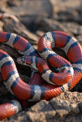 Lampropeltis triangulum