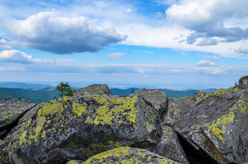  Colorful green mossy big stones. Bright bushy lichen on an old gray stones on top of the mountain. Carpathian region. Ukraine