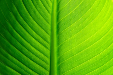 Simple leafy background with translucent vibrant green banana leaf.