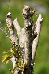 A Tree Branches In Nature View
