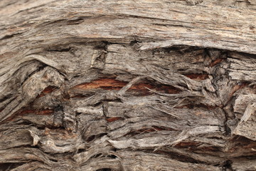 close up of the red and dark colors and textures of Native Australian 'stringy bark' trees, with twists and holes and valley patterns in the aged bark.