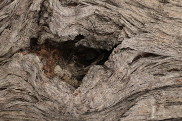 close up of the red and dark colors and textures of Native Australian 'stringy bark' trees, with twists and holes and valley patterns in the aged bark.