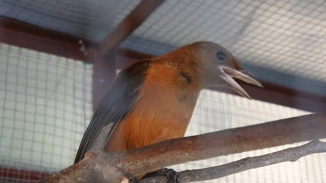 Irian Jaya stone magpie (Tangkar Centrong) in a wire cage