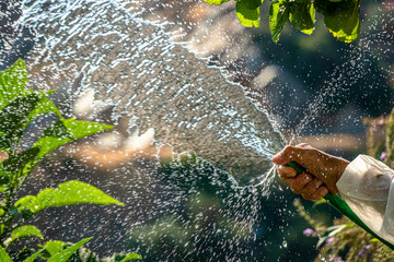 Watering plants with a hose under the sun