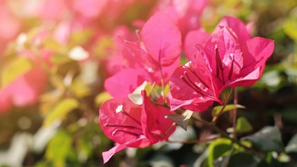 Obraz premium red flowers in the garden