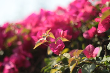 Fototapeta premium pink flowers in the garden