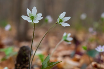 White wildflowers close-up