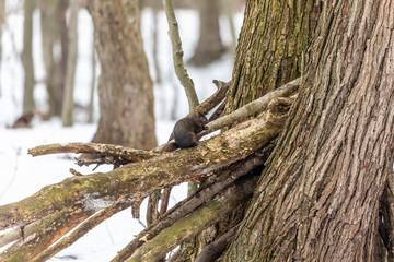 Squirrel. Eastern gray squirrel, dark form in a snowy forest, natural scene from wisconsin