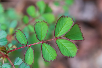 Green toothed leaves with red trim