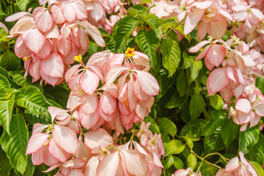 Shrub with pink flowers