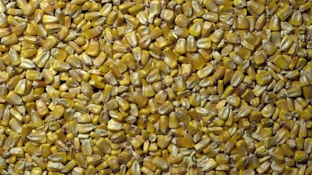 Full-frame of Maize grains, Corn kernels in rotation
