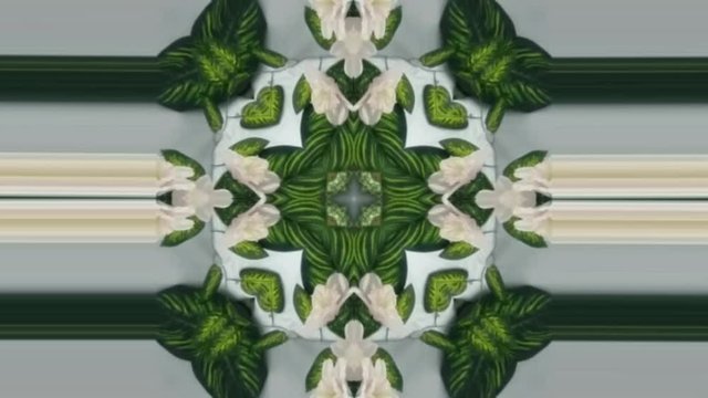 green leaf plant natural simbol videos