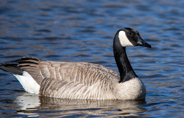canada goose in water