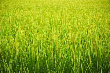 若い稲穂