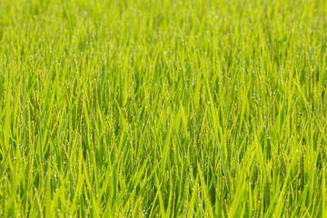 朝露のついた稲