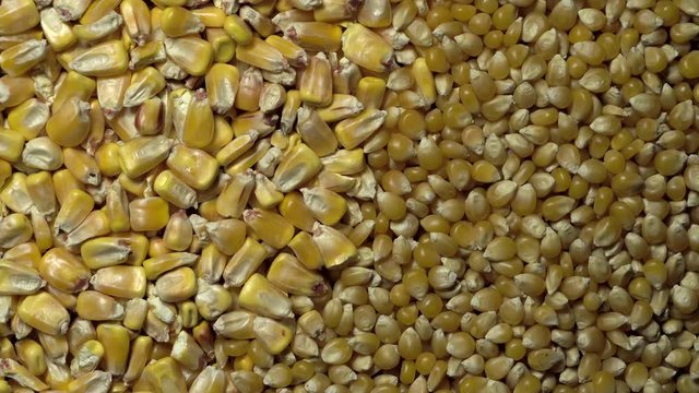 Full-frame of Maize grains, Corn kernels in rotation