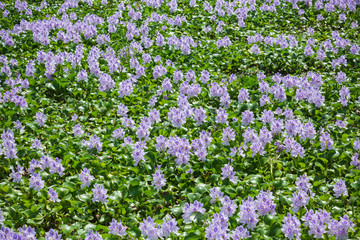 ホテイアオイの花畑