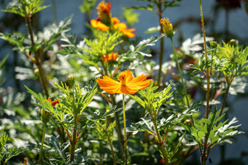 yellow daisies in the garden under the warm sun