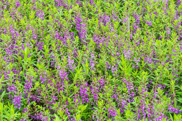 満開のアンゲロニア