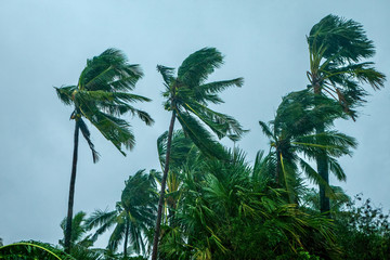 Wind and rain blowing palm trees during a typhoon in the Philippines.