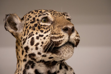 A stuffed leopard in a museum's archives