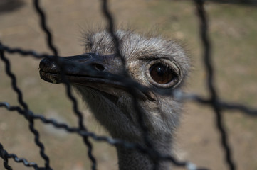 Maltrato animal 
