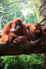 オランウータン