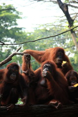 オランウータン