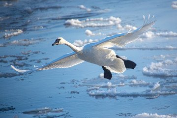 Swan in flight