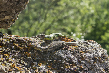 The lizard basks on the lumps. The reptile hides and merges with the texture of the rock. A cold-blooded animal basks in the sun. Rest in the wild. Natural background find a lizard.