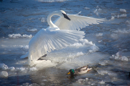 Swan Landing On Water