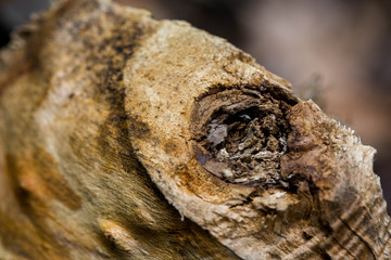 Knotty Wood Tree Stump