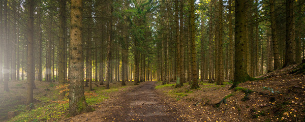 Silent Forest in spring with beautiful bright sun rays