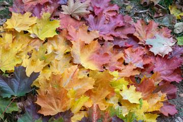 Gradient of autumn leaves of bright colors. Red, yellow and green tones. Bright colors in nature. The beauty of autumn. Background for illustration. Maple leaf symbol of Canada.