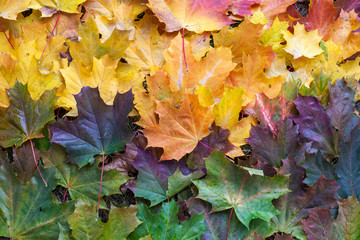 Gradient of autumn leaves of bright colors. Red, yellow and green tones. Bright colors in nature. The beauty of autumn. Background for illustration. Maple leaf symbol of Canada.
