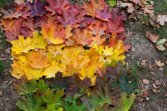 Maple leaves. Beautiful color background. Autumn paints in nature. Yellow and red colors. Fallen leaves from the trees.