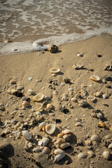 Fototapeta na wymiar Seashells on the seashore
