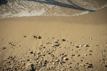 Seashells on the seashore