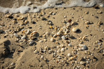 Seashells on the seashore