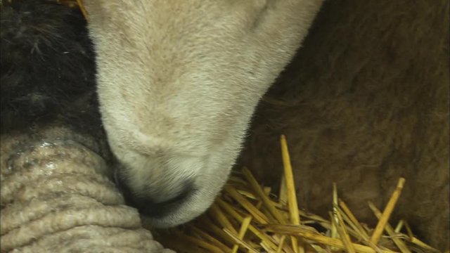 Extreme close-up aerial portrait still shot of feeding ewe licking its new-born lamb at a pen, UK Farm
