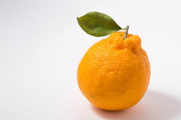 Oranges of Jeju island(South Korea) is Hanrabong.