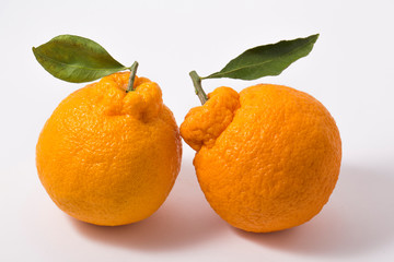 Oranges of Jeju island(South Korea) is Hanrabong.